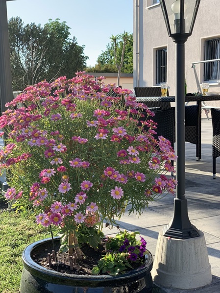 Blumenschmuck auf dem Parkplatz